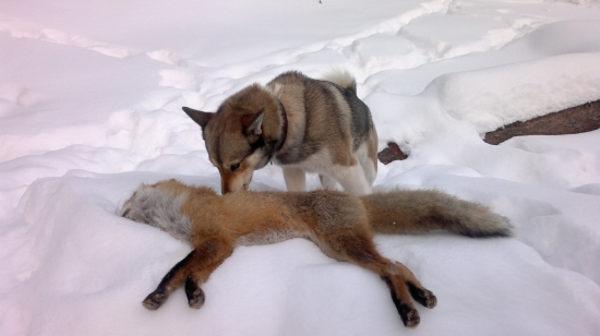 Pri ďalšej líštičke