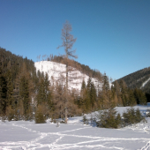 Zimná idylka pri prikrmovaní