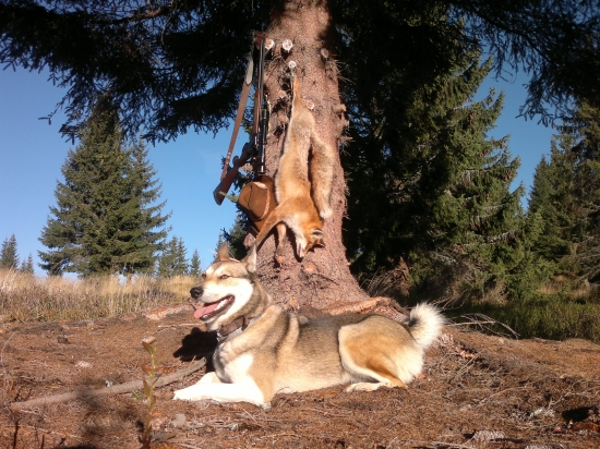 Spoločníčka pri každej poľovačke...