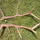 Už sú opäť spolu