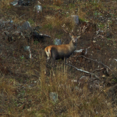 Nádejný mladík...