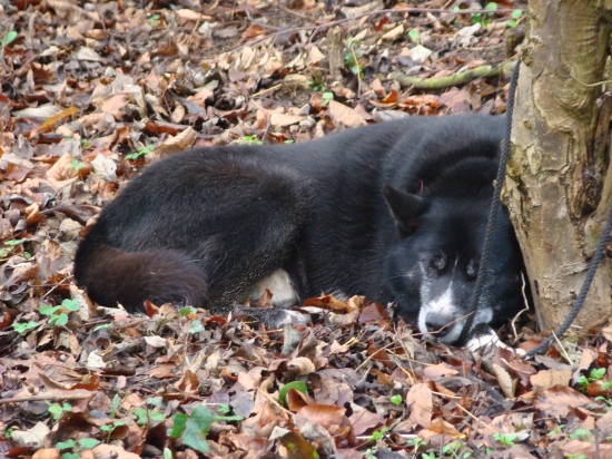 Starý pán (JAGO) oddychuje