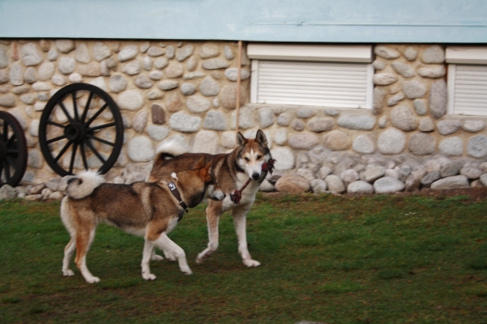 Príjmeš moju ružu?