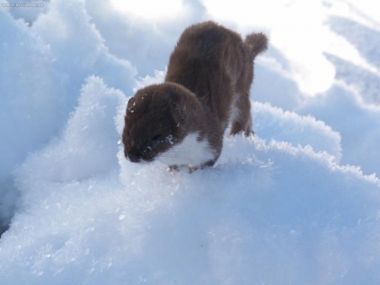 Chorá a hladná...asi...