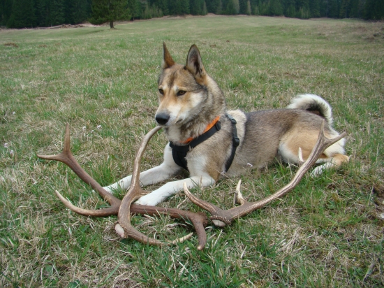 Ranná prechádzka...