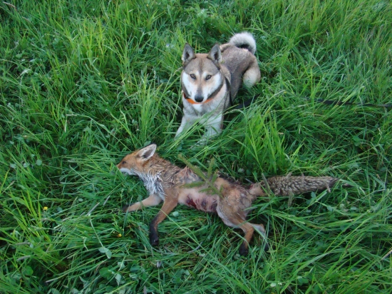 Úspešná dohľadávka