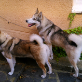 Boli sme na pripúšťanie