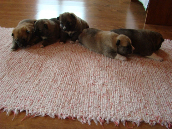 14 dňové klbká Vlčí chodník