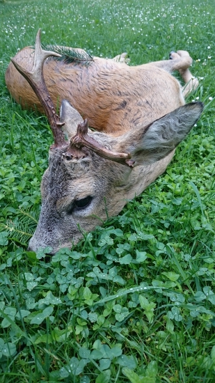 Ranný pozdrav z Liptova...