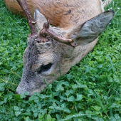 Ranný pozdrav z Liptova...