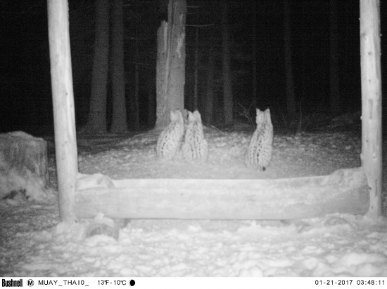 Snežné leopardy číhajú :-)