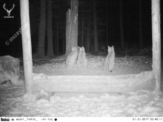 Snežné leopardy číhajú :-)