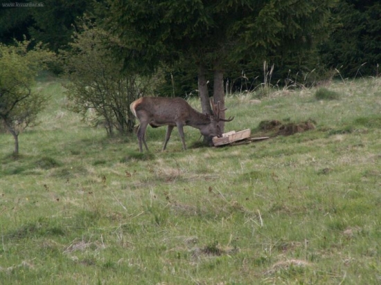 Jeleň z nádorom na krku