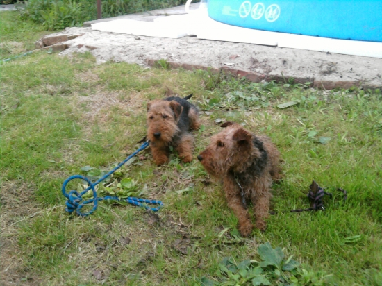 Vítaz z bôrovej dolinky, Clea spod viešky