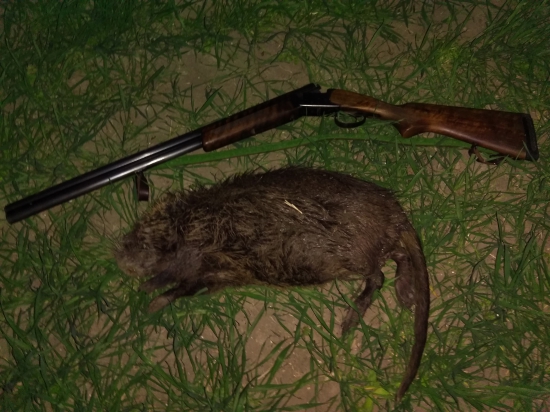 Nutria