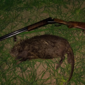 Nutria