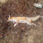 prvý krát brlohovat a hned lišiak