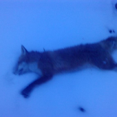 Tetia vybrlohovana tento rok