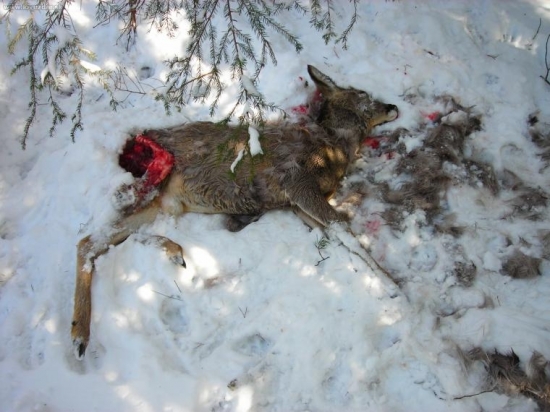 Srnča strhnuté rysom