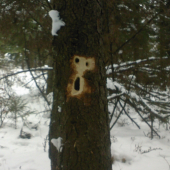 Talentovany Ďateľ 2