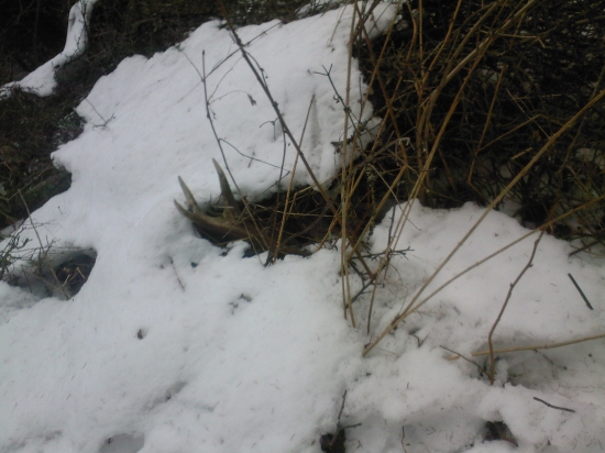 Rok dovolenkoval v lese :)