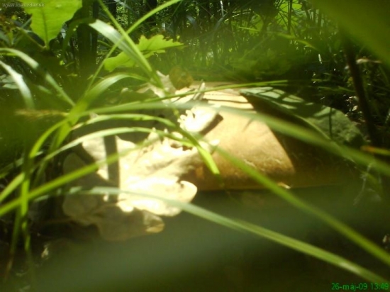 Dubák i ked neni moc vidiet