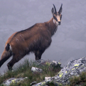 Kamzík Vrchovský-Tatranský