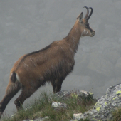 Kamzík Vrchovský-Tatranský 2