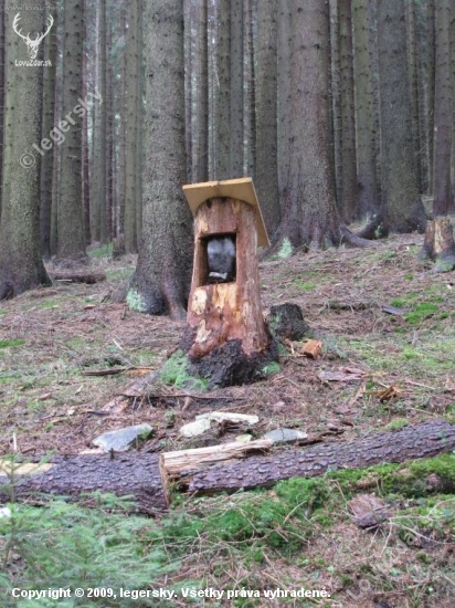 solisko1