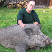 Asi brondzový kanec