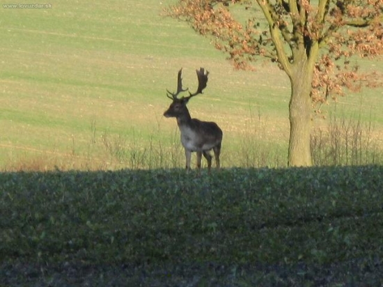 Dančí
