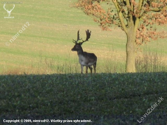 Dančí