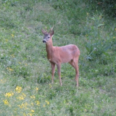 Srnec Kolik myslíte věk