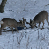 Co říkáte na toho v levo?