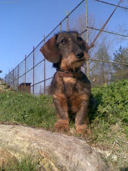 Aris Perkan Slovakia