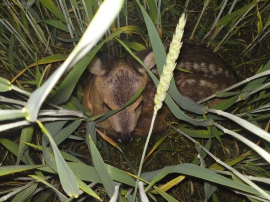 Zatiaľ má šťastie že ešte nezačala žatva