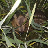 Zatiaľ má šťastie že ešte nezačala žatva