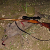 Diviača z kukuričného lánu