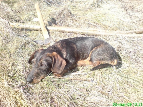 Priateľ a pomocník