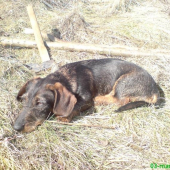 Priateľ a pomocník