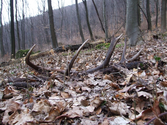 Krásny úkaz prírody