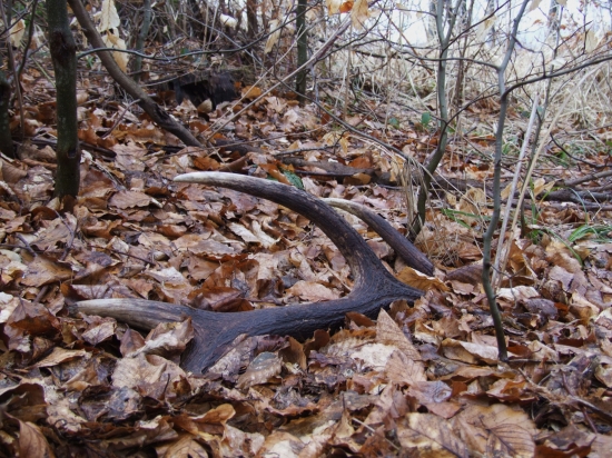 Skoro som naňho stúpil