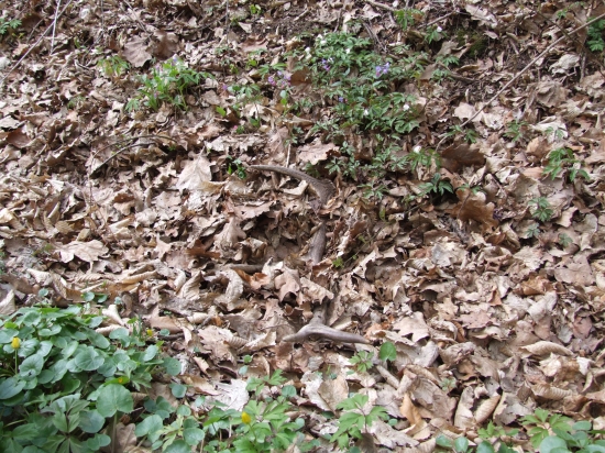 V priekope pri ceste