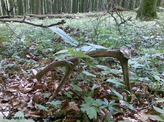 Pri okruhu lanovky
