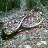 8-ráčik