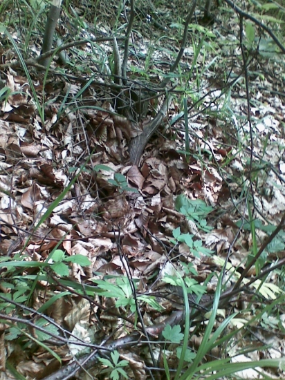 Dobre zamaskovaný !!!!!!