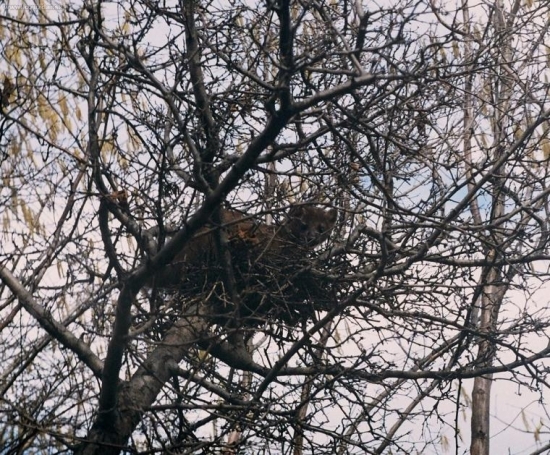 Kuna[odpočinok na strome]
