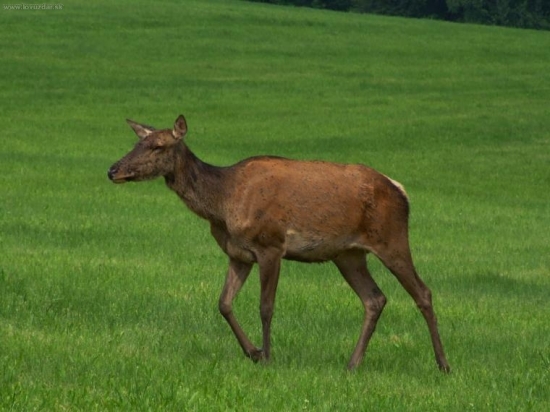 Laň[narkotiká nezabrali]