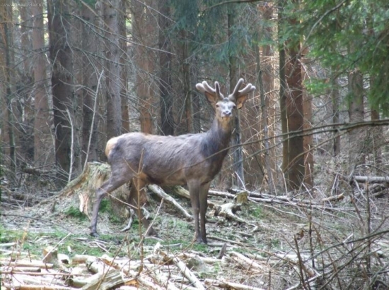 Jeleň - v lyku