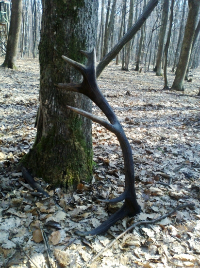 Kamaratov z močiara